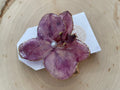 Oh petals real orchid clip