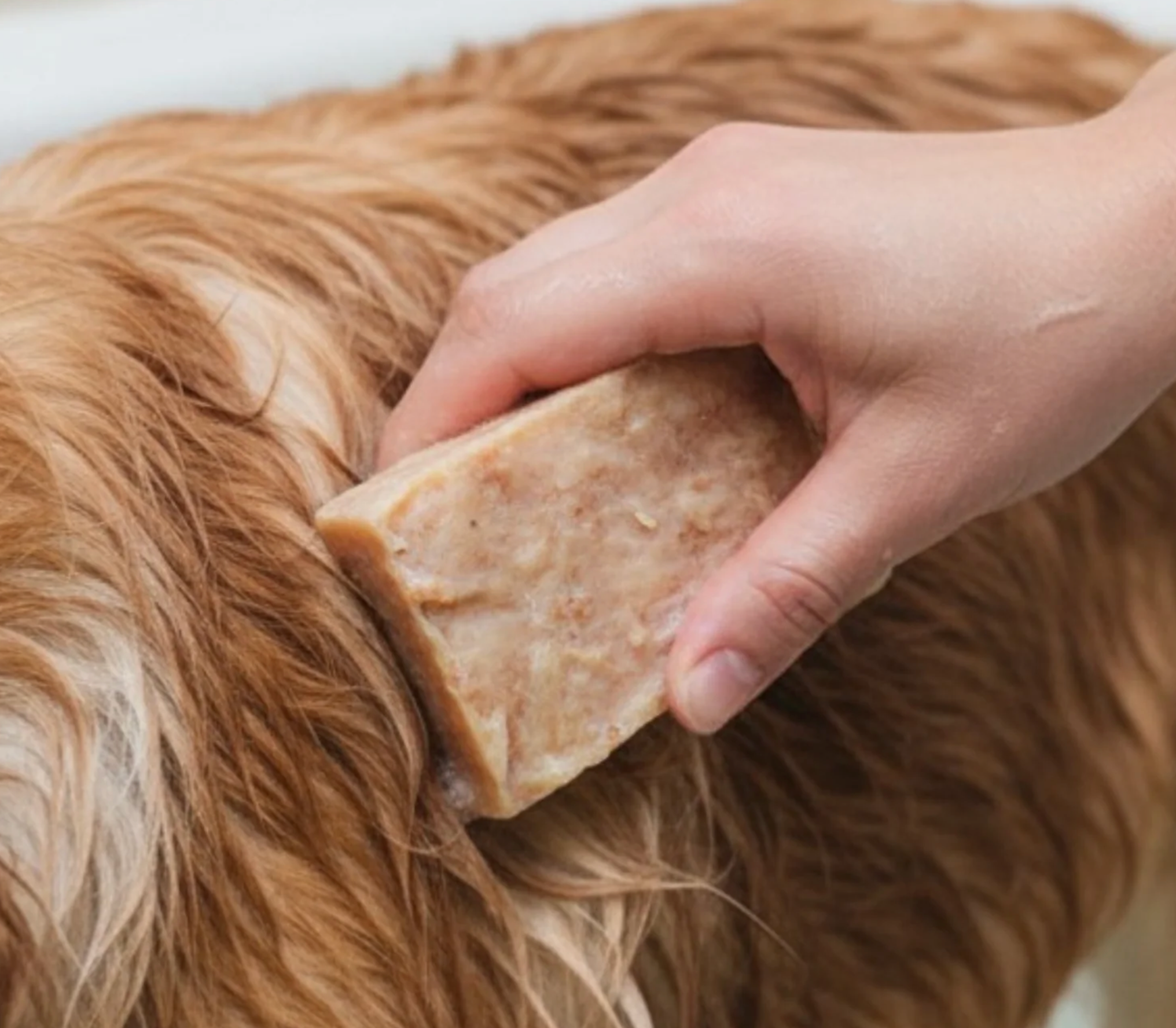 Oat & Paw Dog Shampoo Bar